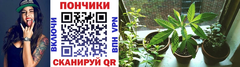 Конопля гибрид  Оханск 